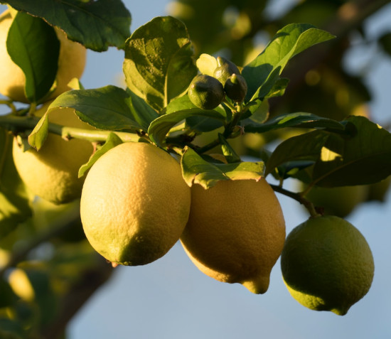 IMMERSED IN A SICILIAN LEMON GROVE